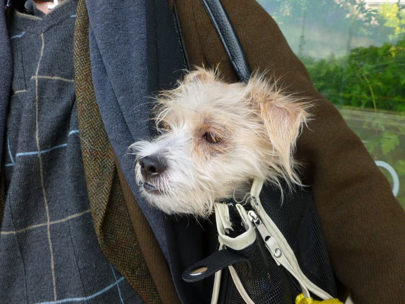 Flying Your Dog to Paraguay: The CDC Rules That Changed Everything